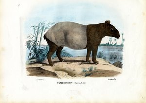 Maleise tapir door Raimundo Petraroja